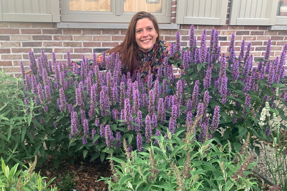 Kim van Rijssen: 'De Agastache Beelicious Purple trekt enorm veel bijen in mijn tuin'