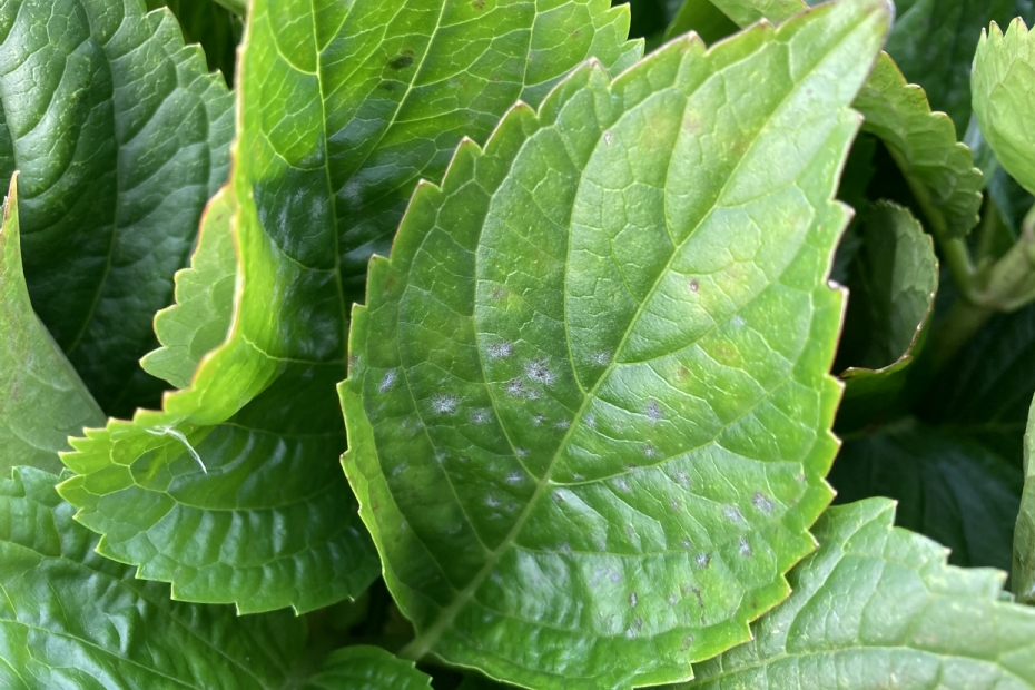 Foto: Syngenta