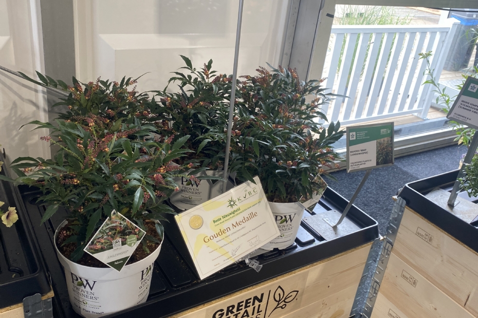 De prijswinnende Mahonia 'BBM9' (Junglewhisper)