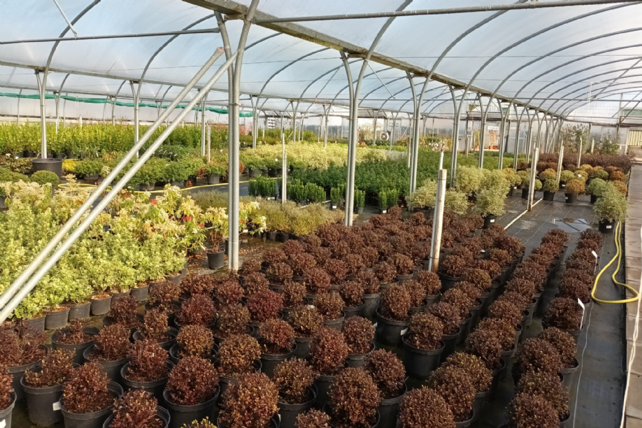Online bestellingen via Plant Market