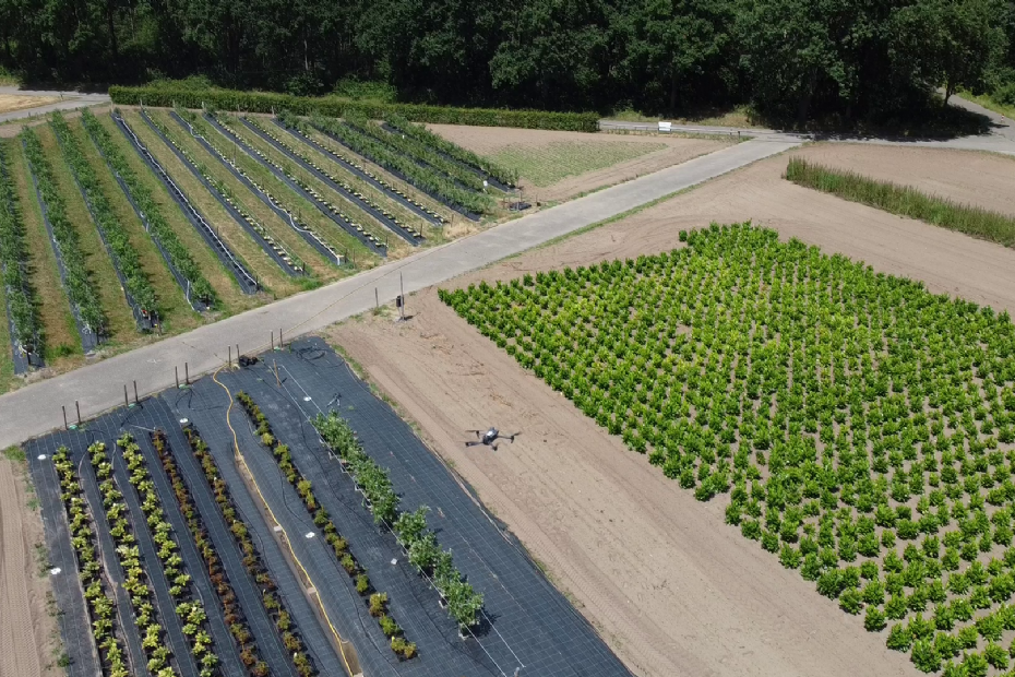 Een drone boven het proefveld bij Compas Agro (Brightlands Campus, Venlo) ter uitvoering van de metingen
