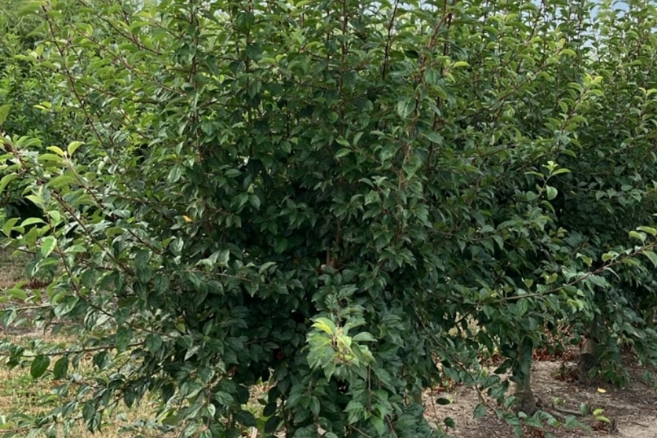 Sierappels vrijwel chemie vrij geteeld 
