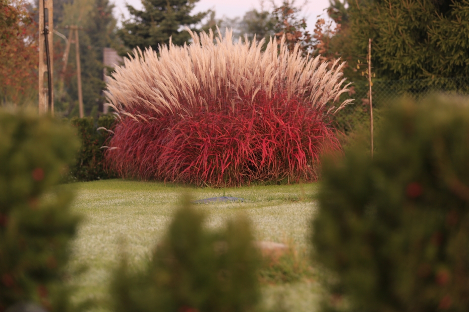 Miscanthus 'Lady in Red'. Foto: Plantipp